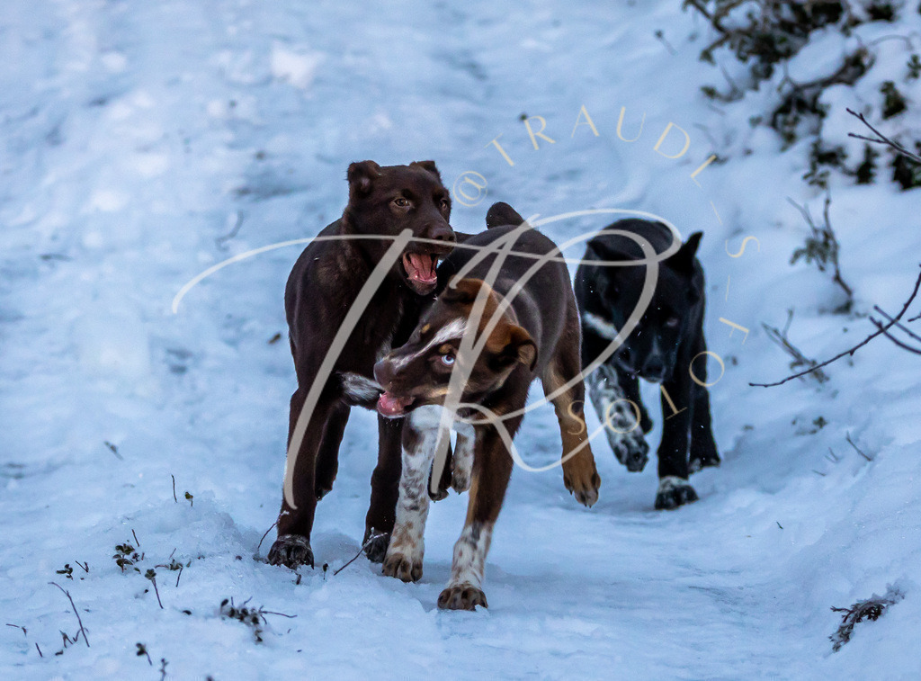 C9ABA778-2B80-4F7F-B82A-DF7C5FAEA6EB | traudl_s_fotos