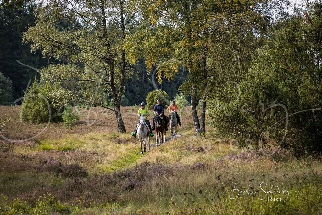 DdLH-WehlenerHeide_2025-09-20_14 | Fotografie, Veranstaltungs-Fotografie, Pferde-Fotografie, Landschafts-Fotografie, Reise-Fotografie - Realisiert mit Pictrs.com