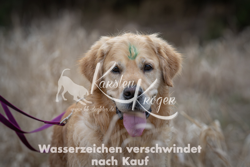 1849_ZZ90268 | kk-dogfotos