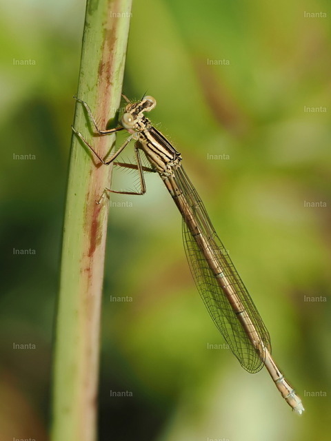 Blaue Federlibelle (Platycnemis pennipes) | Inanta - Realisiert mit Pictrs.com