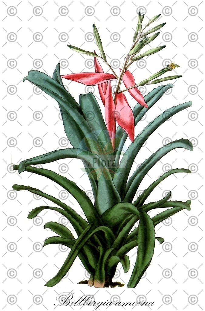 HistAbb_wfo-0000341252_2_ENZY_Simple | Historische Abbildung von Billbergia amoena - Bromeliaceae | Historical Illustration of Billbergia amoena - Bromeliaceae