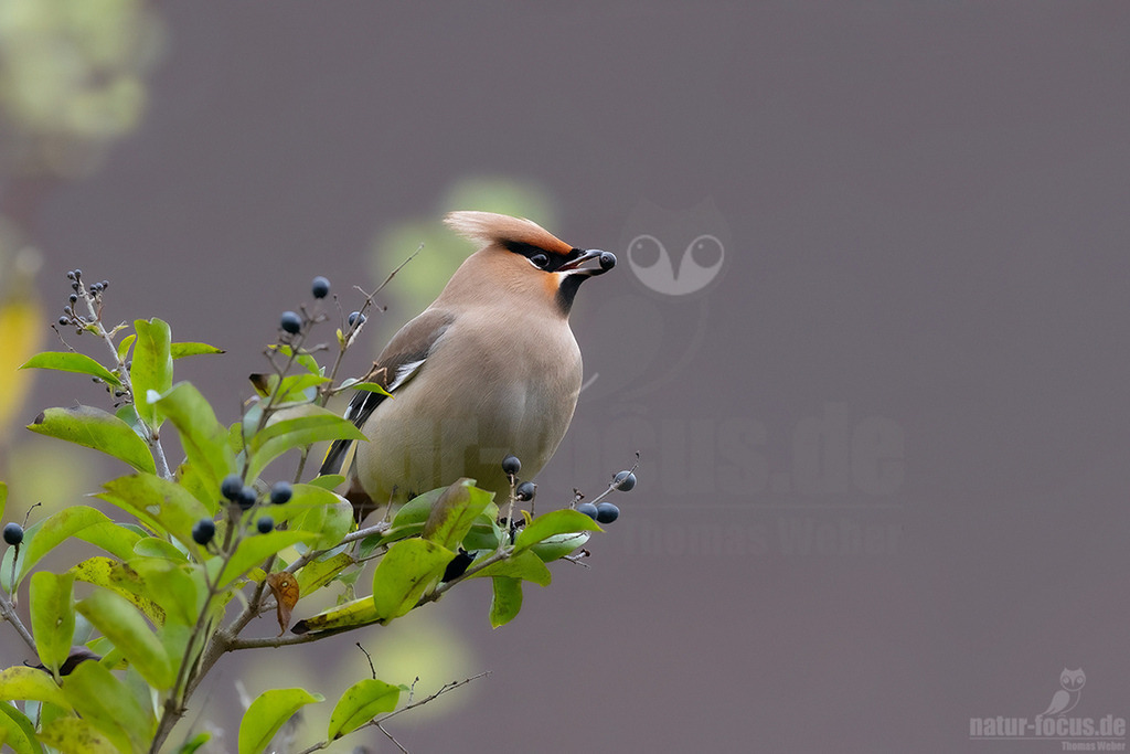 R5NF8134_20231216 | Seidenschwänze sind etwa Amsel große, kompakte Vögel mit kurzem Schnabel und Schwanz. Ihr Gefieder ist bräunlich-beige mit einem auffallend gelb-weißem Flügelmuster und einem gelben Schwanzende. Charakteristisch sind der rostbraune, spitze Federschopf am Kopf und die schwarze Augenmaske. Sein Gesang ist ein hohes, feines Sirren, wie eine kleine Klingel als Kontaktruf vor dem Abfliegen des Schwarmes, manchmal auch ein gedämpftes, quäkendes Rätschen. - Realisiert mit Pictrs.com