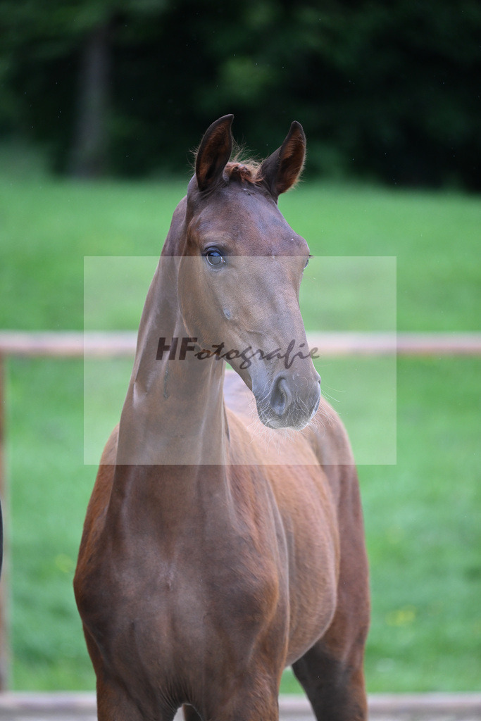 Kat-Nr. 3 SF DSP Floricello_Gossner_25230003 | hf-fotografie - Realizzato con Pictrs.com