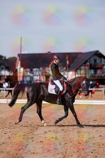 2026_10_03_Siefer-Hof_115747_Z81_98461988 | Professionelle Reitsport-, Turnier- und Eventfotografie von Robert Broda. Galerien mit ausgewählten und bearbeiteten Bildern direkt online ansehen und bestellen.