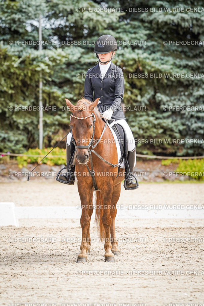 DSC02619 | Pferdegrafie