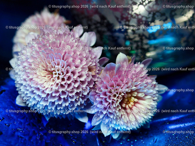 titusgraphy_PC101797-vz-ln | titusgraphy-shop: Geschenkideen mit Qualitätsfotos. titusgraphy-shop: gift ideas with quality photos. titusgraphy-shop: idées cadeaux avec photos de qualité.  - Realisiert mit Pictrs.com