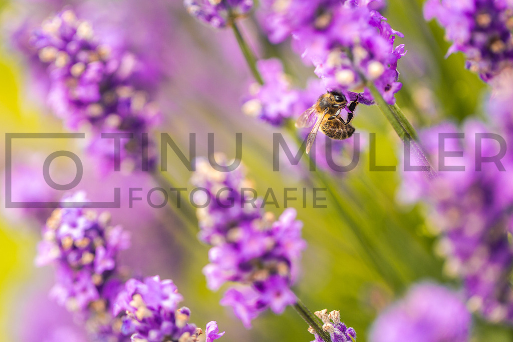 _04A7118 | Tinu Müller Fotografie- Bildershop - Realisiert mit Pictrs.com