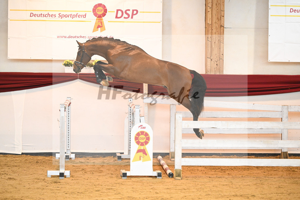 Kat-Nr. 1 v. Alaba_Wilbers_66221111 | hf-fotografie - Realisiert mit Pictrs.com