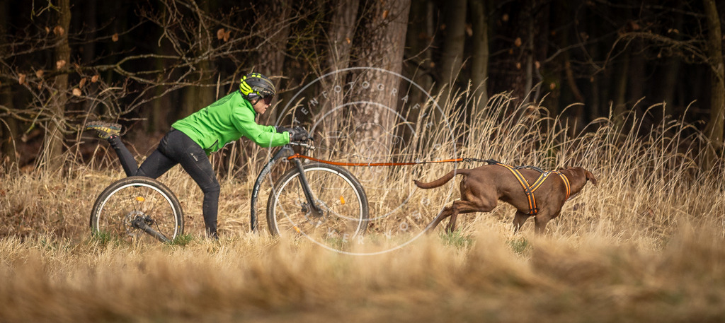 DV3A3574 | Hundefotografie, Tierfotograf, Pfotenfotografie, Fotoshooting Hund, Hunde Portrait, Hundesport, Hundeportraits, Heideshooting, Hunde, Sportfotograf, Hundefotograf, Turnierhundsport, THS,  - Realisiert mit Pictrs.com