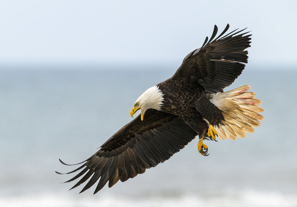 Alaska | Anchor Pont. Weißkopfseeadler am Strand. - Realisiert mit Pictrs.com