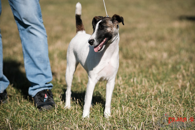 CACIB Aarau | CACIB Aarau, Swiss Dog Show  28062025 Foto: Leo Wyden