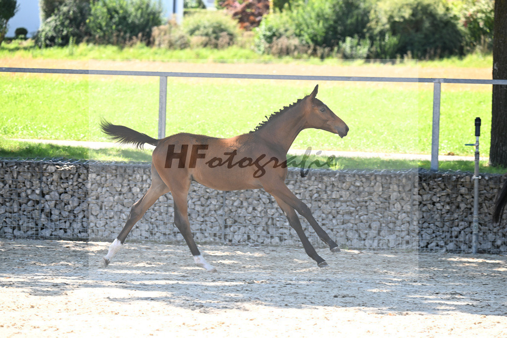 Kat-Nr. 1 Benicio x Rosengold_HF_Setzen_26250267 | hf-fotografie - Realisiert mit Pictrs.com