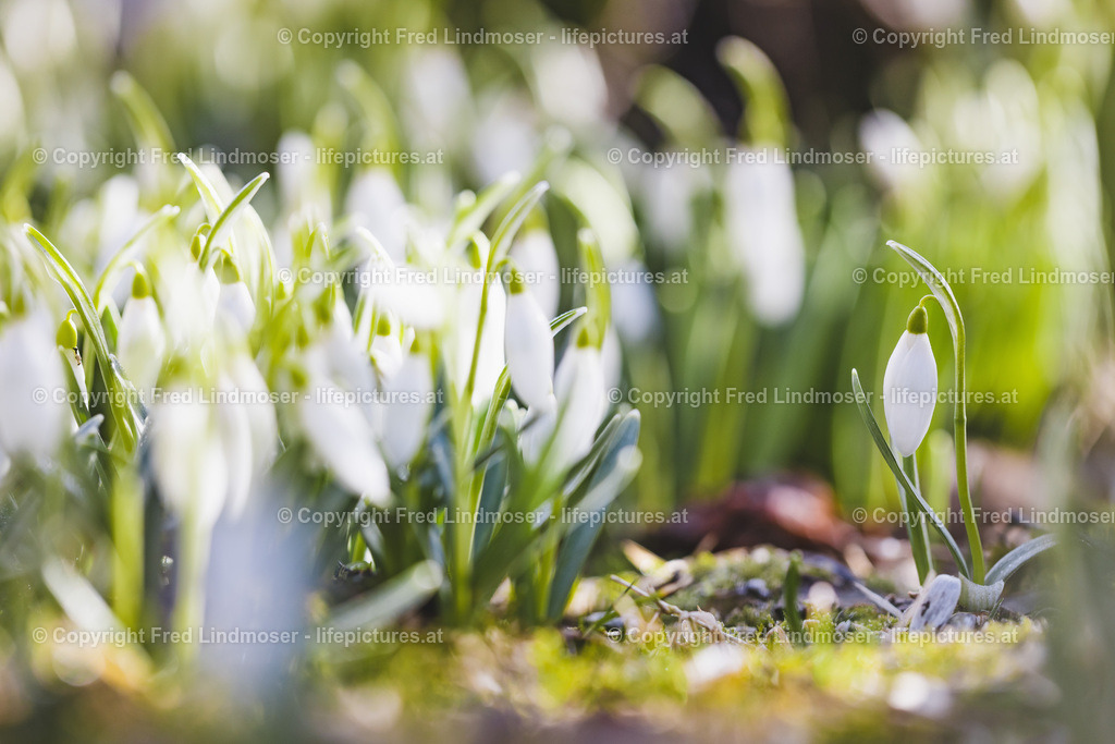 Schneegloeckchen 2019-2294 | Fotos und Fotoprodukte - Realisiert mit Pictrs.com