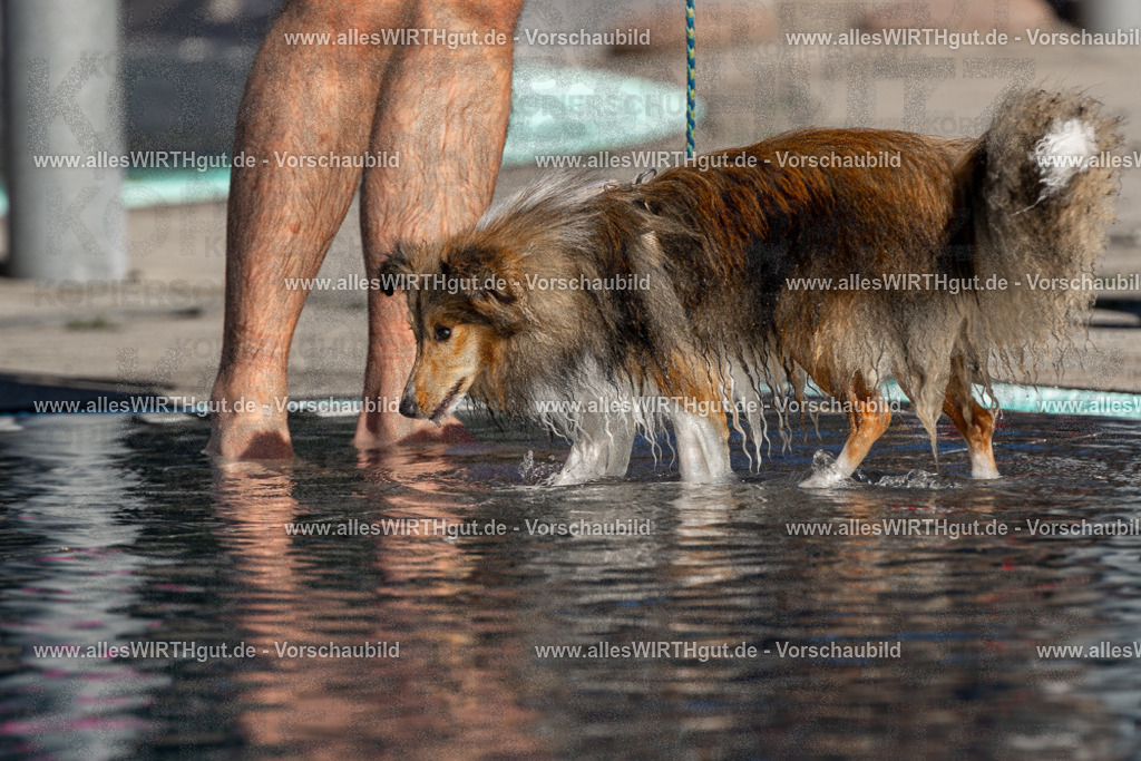 Hundeschwimmen_Volksbad_2026-allesWIRTHgut_Tierfotografie-2609061037-FAY05959 | Professionelle Tierfotografie in Mönchengladbach von Daniel Wirth (allesWIRTHgut). Liebevolle & natürliche Bilder von Hunden & Katzen für unvergessliche Erinnerungen.