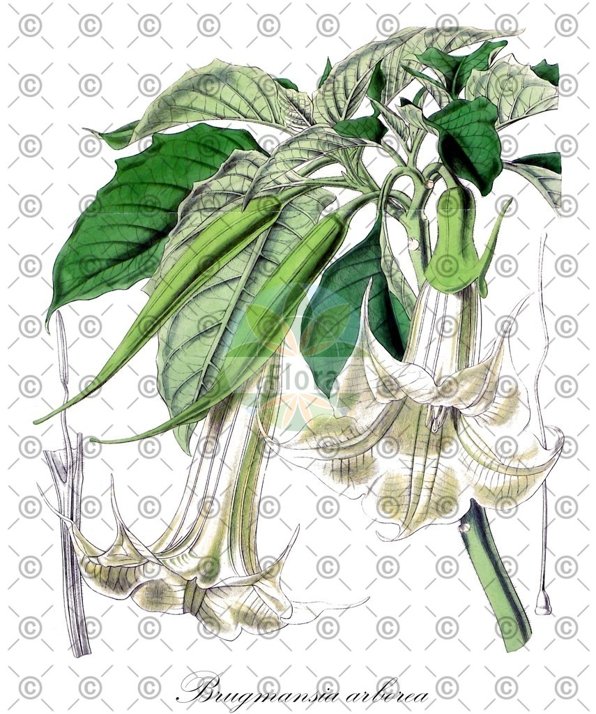 HistAbb_wfo-0000572747_1_ENZY_Simple | Historische Abbildung von Brugmansia arborea - Solanaceae | Historical Illustration of Brugmansia arborea - Solanaceae