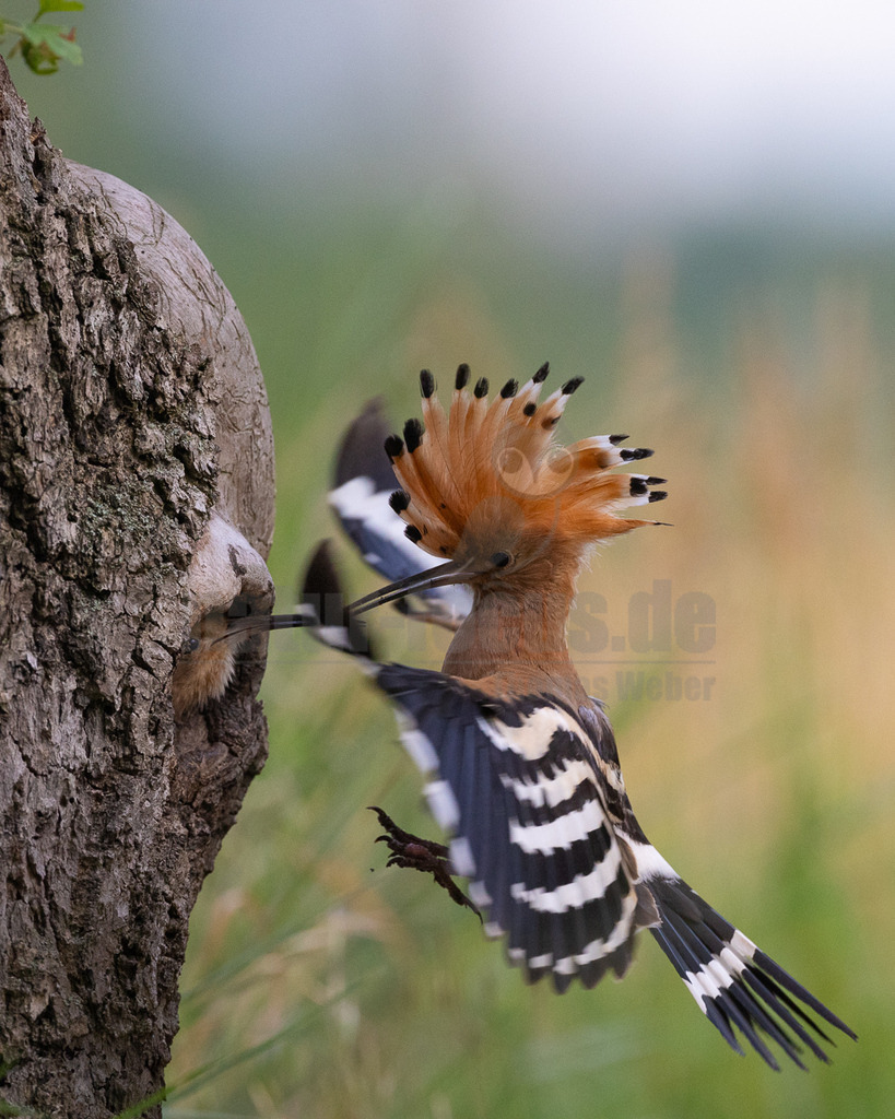 R6NF3308_20240530 | Der Bildershop von www.natur-focus.de bietet ihnen den einfachen Kauf von Bildmaterial per Download aus allen Bereichen der Natur. In den Galerien finden sie Landschaftsfotos, Tierbilder und natürlich auf Pflanzenfotos. - Realisiert mit Pictrs.com