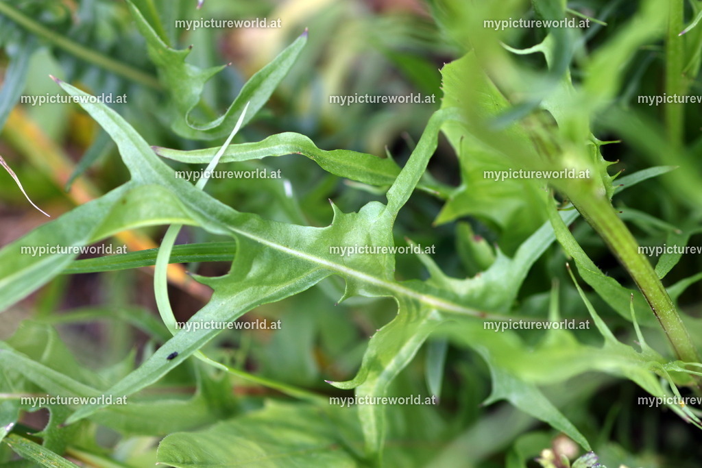 Wiesen-Pippau-002 | Das Bilderarchiv über Tiere, Planzen und Landschaften. In der Bilddatenbank finden Sie ein große Auswahl an hochwertigen Bilder für Ihre Werbung - Realisiert mit Pictrs.com