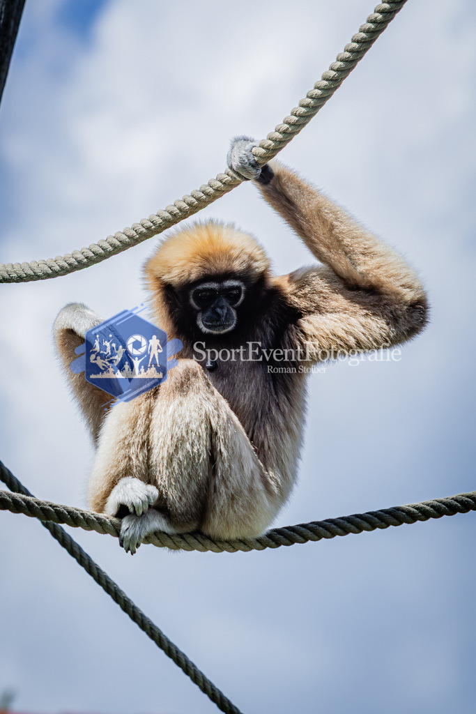 IMG_6676 | SportEventFotografie - Roman Stoiber