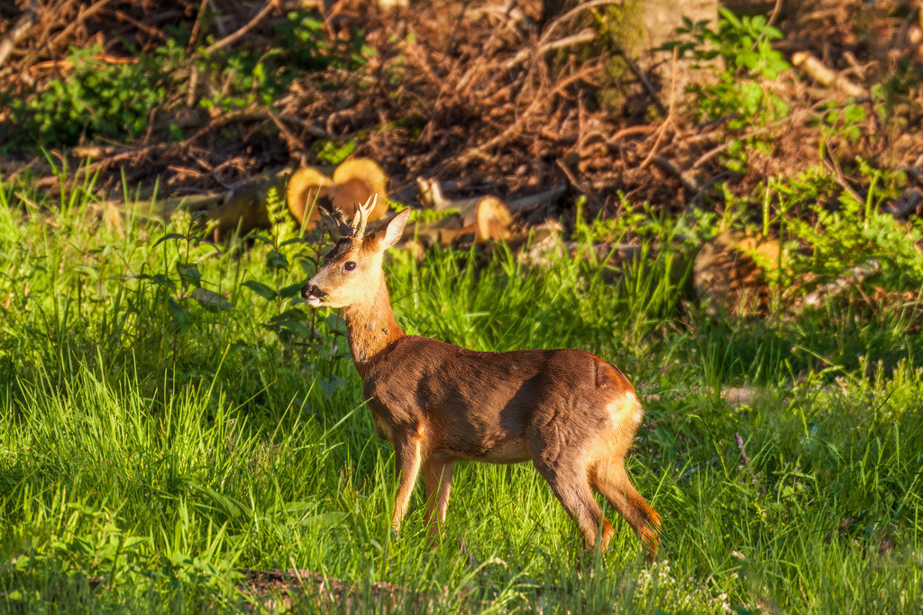 Rehbock | Ein junger Rehbock auf einer Lichtung in Mehren bei Asbach - Realisiert mit Pictrs.com