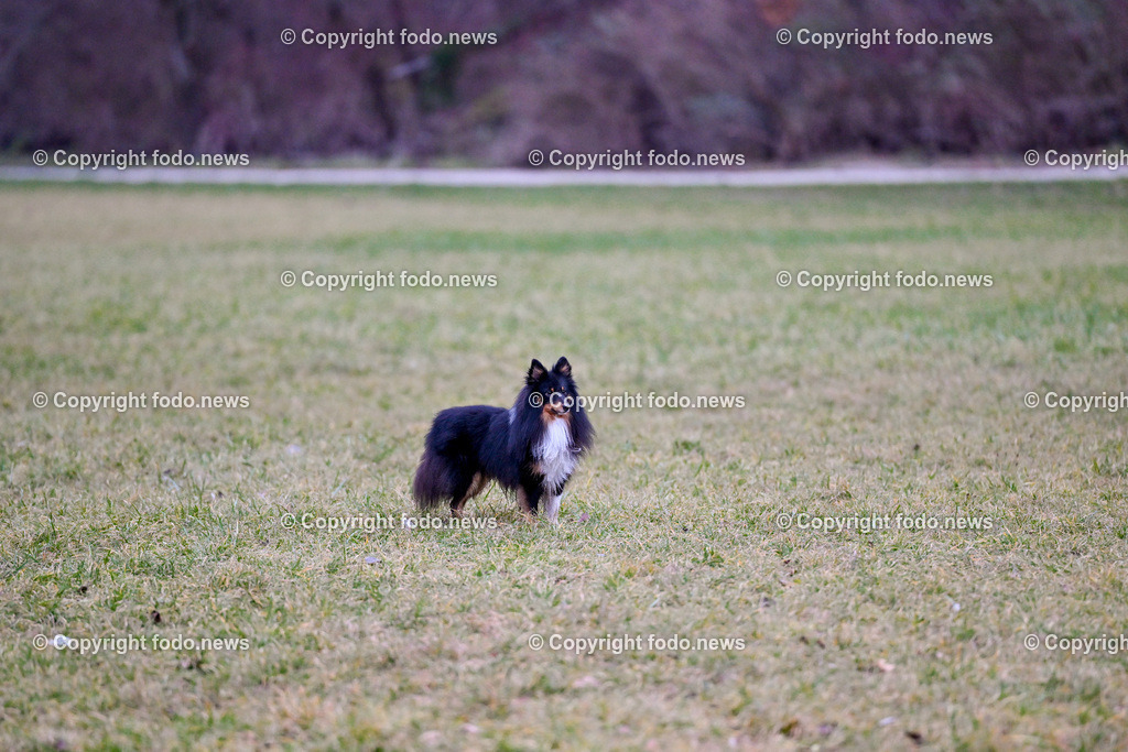 Hund_ Hunde_ Freilaufzone_ 13.12.2024-17 | 13.12.2024, Linz, AUT, Hund, Hunde, Themenbild, im Bild Hund, Hunde, spazieren, Wald, Weg, Wiese, laufen, Freilaufzone, Spazierweg, Arrigo, spielen, laufen
