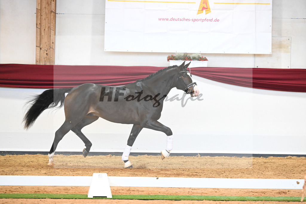Kat-Nr. 47 v. Rivero II_Wanner_66222055 | hf-fotografie - Realisiert mit Pictrs.com