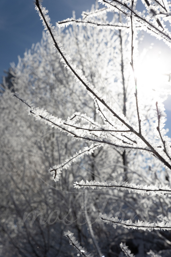 Rauhreif | Bei Veröffentlichung des Bildes ist eine Namensnennung wie folgt erforderlich: 
Foto: Mostdirn Irmgard Wieser - Realisiert mit Pictrs.com