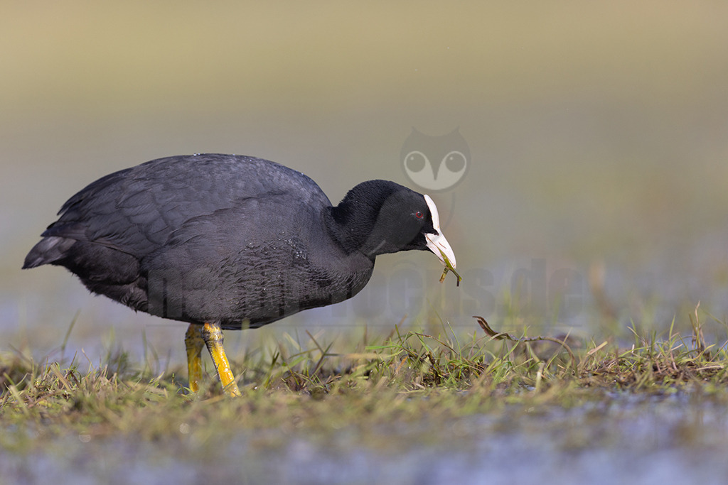 20220412081135-2 | Das Blässhuhn (Fulica atra) ist eine mittelgroße Vogelart der Gattung der Blässhühner (Fulica) aus der Familie der Rallen (Rallidae), die als einer der häufigsten Wasservögel bevorzugt auf nährstoffreichen Gewässern anzutreffen ist. Die Art ist über große Teile Eurasiens verbreitet und kommt darüber hinaus in Australasien vor. - Realisiert mit Pictrs.com