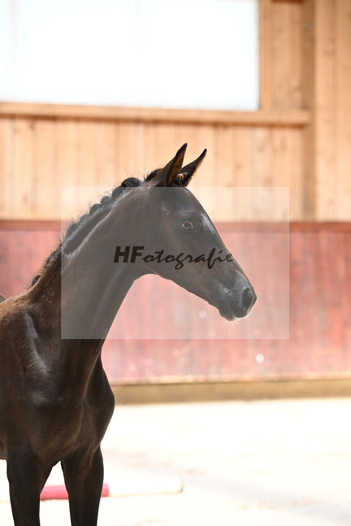 Kat-Nr. 5 SF Bon Esprit x Millennium_Gebler_32240069 | hf-fotografie - Realisiert mit Pictrs.com