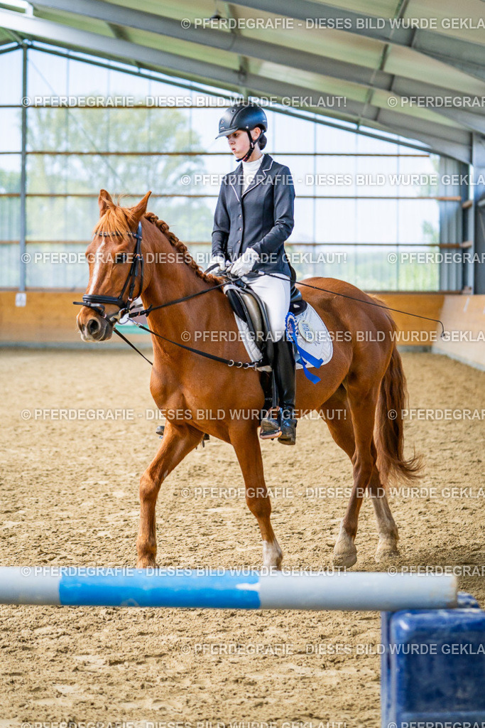 DSC03513 | Pferdegrafie