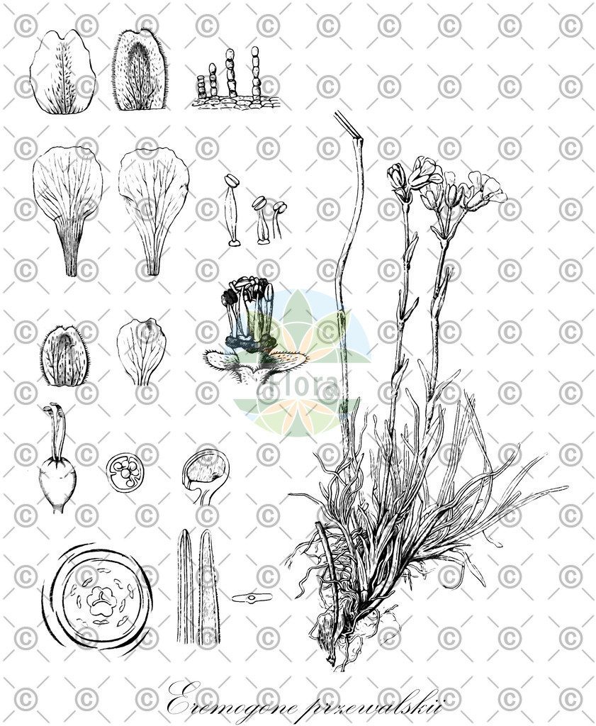 HistAbb_wfo-0000670925_1_ENZY_Simple | Historische Abbildung von Eremogone przewalskii - Caryophyllaceae | Historical Illustration of Eremogone przewalskii - Caryophyllaceae