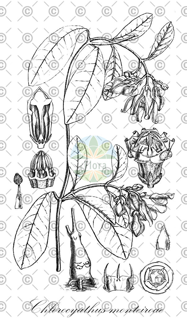 HistAbb_wfo-0000763196_1_ENZY_Simple | Historische Abbildung von Chlorocyathus monteiroae - Apocynaceae | Historical Illustration of Chlorocyathus monteiroae - Apocynaceae