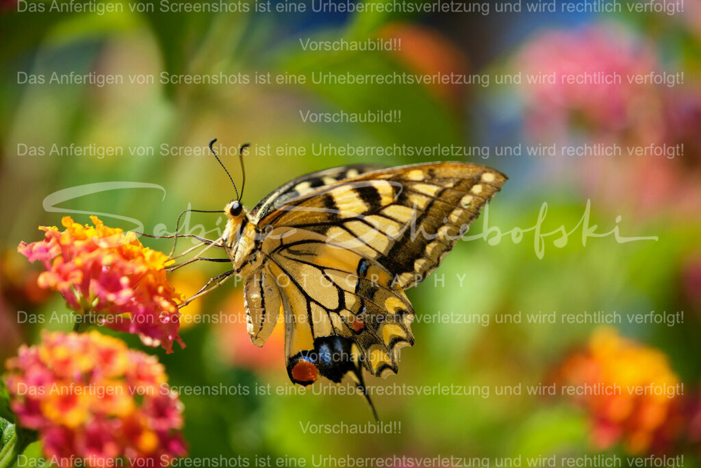 Wandbild Schmetterling auf Wandelröschen | People- und Tierfotografie, Imageaufnahmen, Veranstaltungsfotografie und Wandbilder aus der Natur ★ Made in Germany ✔️ Druck + Downloads ✔️ Naturfotografie in Top Qualität ★ schneller Versand, weltweite Lieferung! - Realisiert mit Pictrs.com