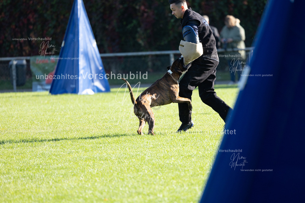 _16A5038 | Einzigartige Fotos von Hunden & Menschen –Actionfotos, Portraits, Vereinsaufnahmen & Paarshootings – authentisch, lebendig & mit Herz.