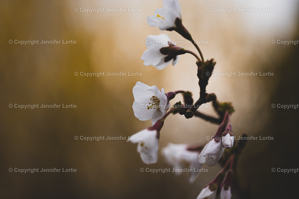 Kojou_Bokeh | Kreative Naturaufnahmen als hochwertige Druckprodukte kaufen. - Realisiert mit Pictrs.com