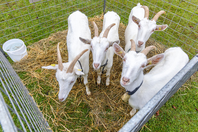 SchaZie-Tag Feldkirchen | Bildershop von pixelworld.at - Realisiert mit Pictrs.com
