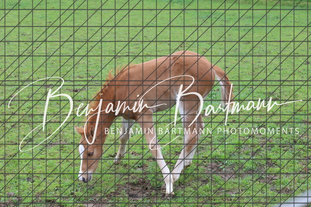 IMG_4316 | Benjamin Bartmann Photomoments