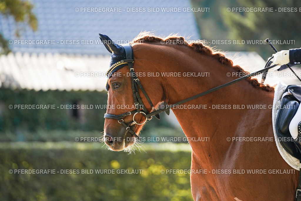 DSC07312 | Pferdegrafie