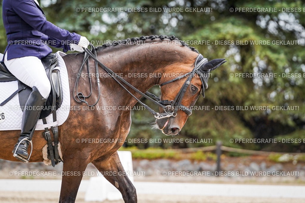 DSC02510 | Pferdegrafie