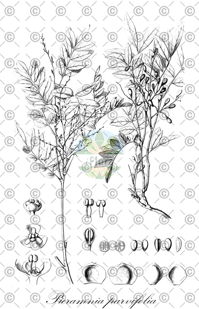 HistAbb_wfo-0001140317_1_ENZY_Simple | Historische Abbildung von Picramnia parvifolia - Picramniaceae | Historical Illustration of Picramnia parvifolia - Picramniaceae