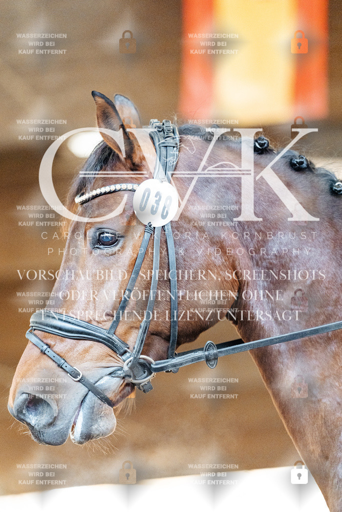 CK906452 | Turnierfotografie Pferdefotografie Trier Rheinland-Pfalz Pferdesport Reitsport Tierfotografie Sportfotografie Pferdevideo Pferdevideografie Equestrianvideography equestrianphotography  - Realisiert mit Pictrs.com