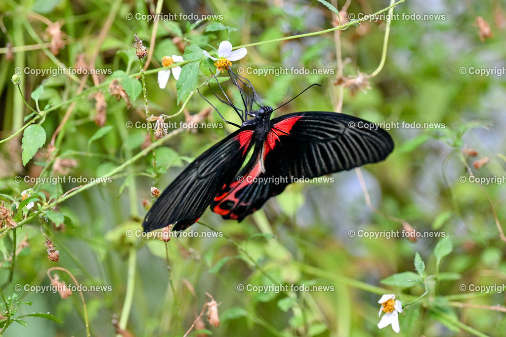 Botanischer Garten Linz_ Schmetterlinge_ Orchideen_ 21.01.2024-4 | 21.01.2024, Botanischer Garten Linz, AUT, Schmetterlinge, im Bild tropische Schmetterlinge, Schmetterling, Falter, Natur, Tiere, Blumen, Pflanzen, Insekten, Butterfly, Tropenhaus