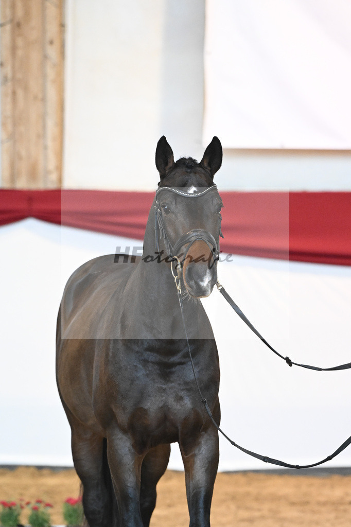 Kat-Nr. 21 Diablue PS x Askari_Feichtner_43231383 | hf-fotografie - Realizzato con Pictrs.com