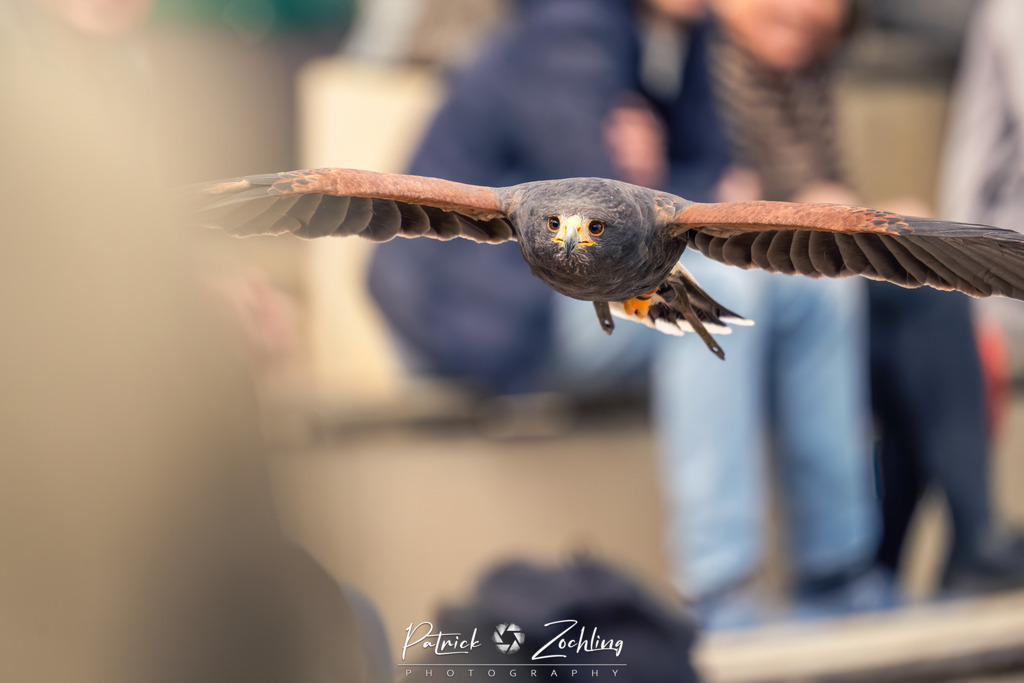 Greifvogl-Zöchling (12 von 23) | Mein Name ist Patrick Zöchling. Auf dieser Website siehst Du meine Projekte als Fotograf und kannst Dir Deine Fotos in Galerien ansehen und herunterladen. Über einen Webshop kannst Du Bilder ausarbeiten, auf T-Shirt drucken usw. - Realisiert mit Pictrs.com