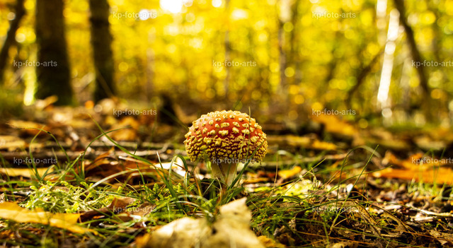 Fliegenpilz2 | kp-photogasse.de - Realisiert mit Pictrs.com