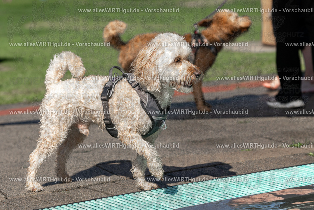 Hundeschwimmen_Volksbad_2026-allesWIRTHgut_Tierfotografie-2609061155-FAY06324 | Professionelle Tierfotografie in Mönchengladbach von Daniel Wirth (allesWIRTHgut). Liebevolle & natürliche Bilder von Hunden & Katzen für unvergessliche Erinnerungen.