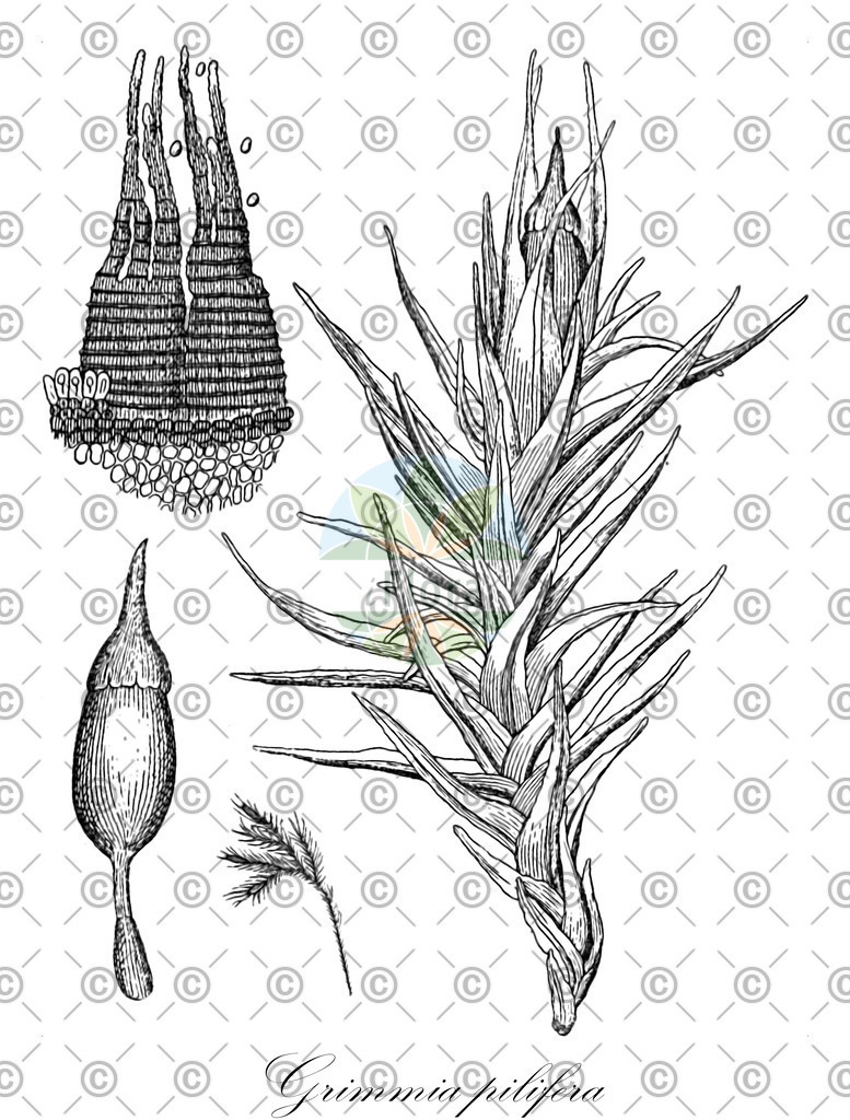 HistAbb_wfo-0000130617_1_ENZY_Simple | Historische Abbildung von Grimmia pilifera - Grimmiaceae | Historical Illustration of Grimmia pilifera - Grimmiaceae