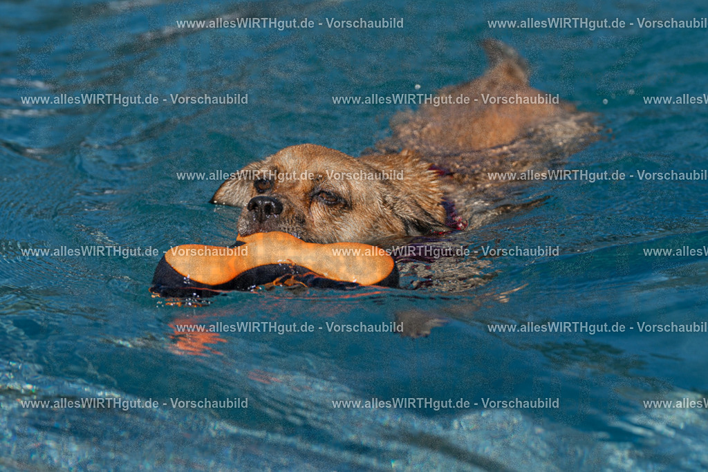 Hundeschwimmen_Volksbad_2026-allesWIRTHgut_Tierfotografie-2609061111-FAY06180 | Professionelle Tierfotografie in Mönchengladbach von Daniel Wirth (allesWIRTHgut). Liebevolle & natürliche Bilder von Hunden & Katzen für unvergessliche Erinnerungen.