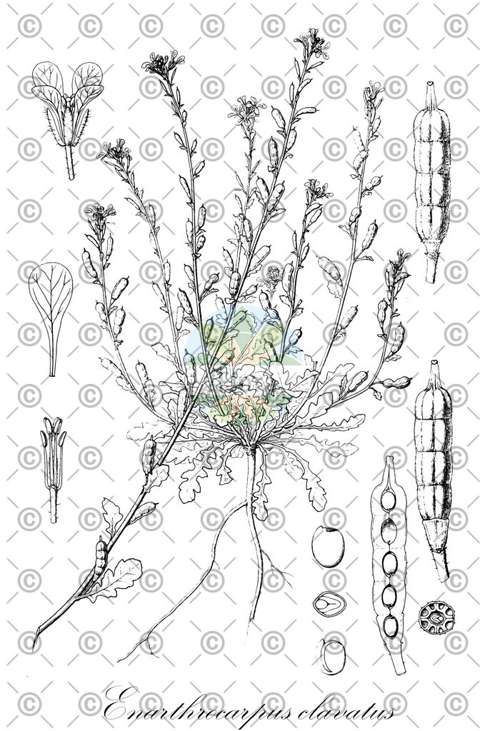 HistAbb_wfo-0001165883_1_ENZY_Simple | Historische Abbildung von Enarthrocarpus clavatus - Brassicaceae | Historical Illustration of Enarthrocarpus clavatus - Brassicaceae