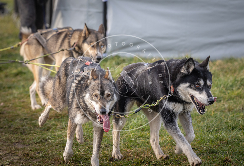 Pfotenfotografie_DV3A6868 | Hundefotografie, Tierfotograf, Pfotenfotografie, Fotoshooting Hund, Hunde Portrait, Hundesport, Hundeportraits, Heideshooting, Hunde, Sportfotograf, Hundefotograf, Turnierhundsport, THS,  - Realisiert mit Pictrs.com