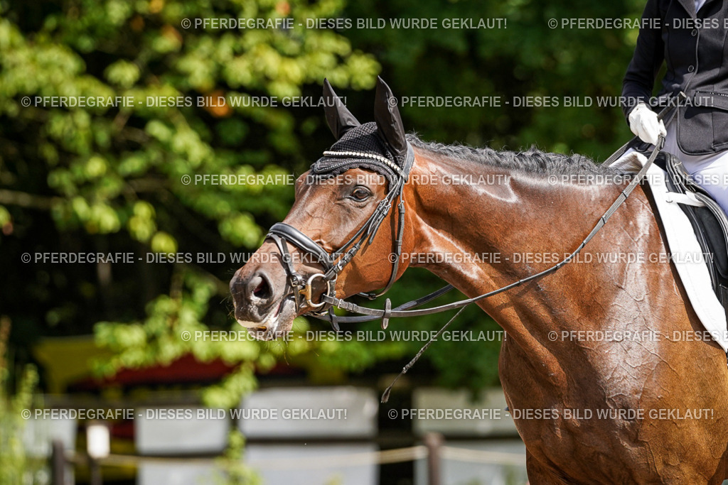 DSC08679 | Pferdegrafie